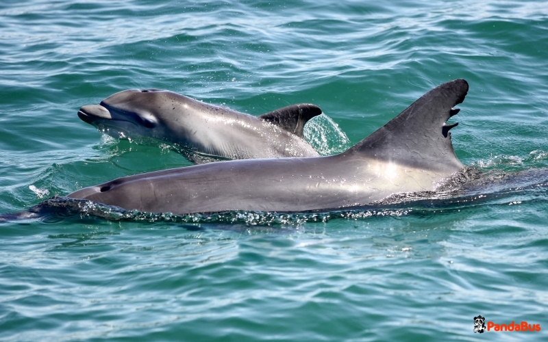 オーストラリア｜予約｜イルカウォッチ エクスプレス